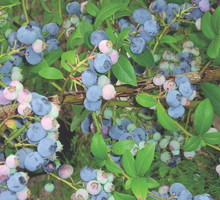 Owoce zawierają luteinę, która korzystnie wpływa na wzrok.