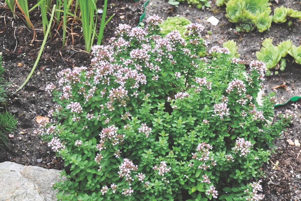 Panie w ciąży powinny odstawić oregano.