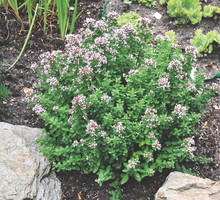 Panie w ciąży powinny odstawić oregano.