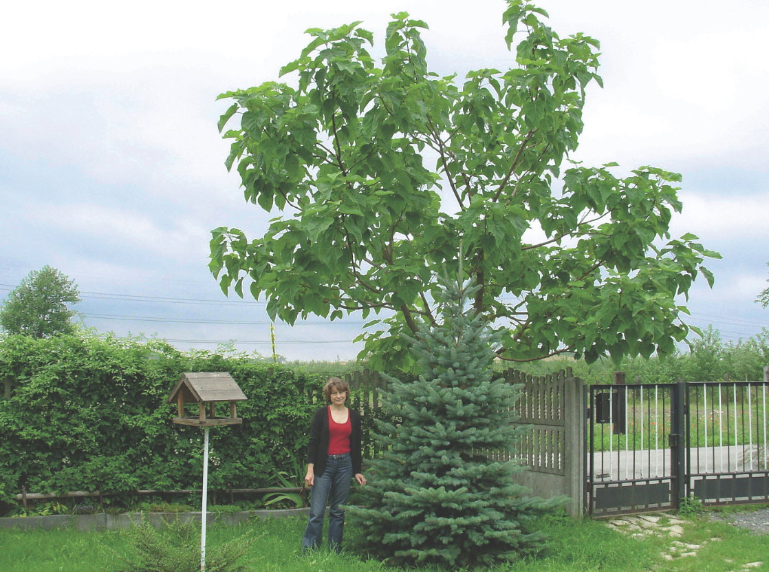 Paulownia nawet jak nie kwitnie, zdobi okazałymi liśćmi.