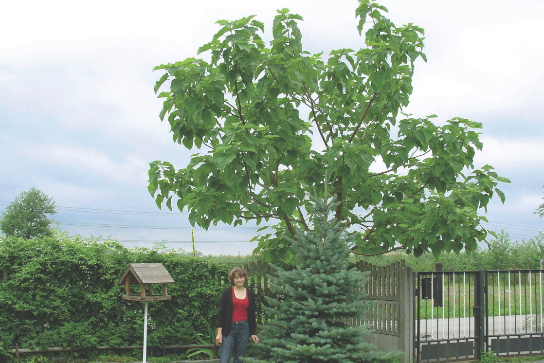 Paulownia nawet jak nie kwitnie, zdobi okazałymi liśćmi.