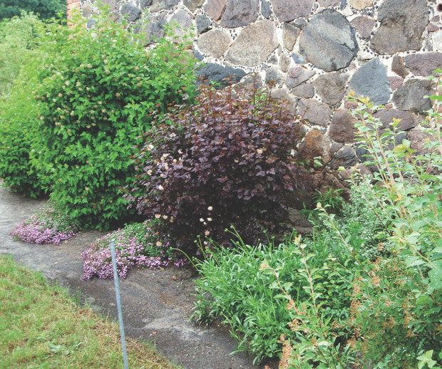 Pęcherznice świetnie nadają się na żywopłoty. Są odporne na mróz i nie trzeba chronić ich przed szkodnikami.