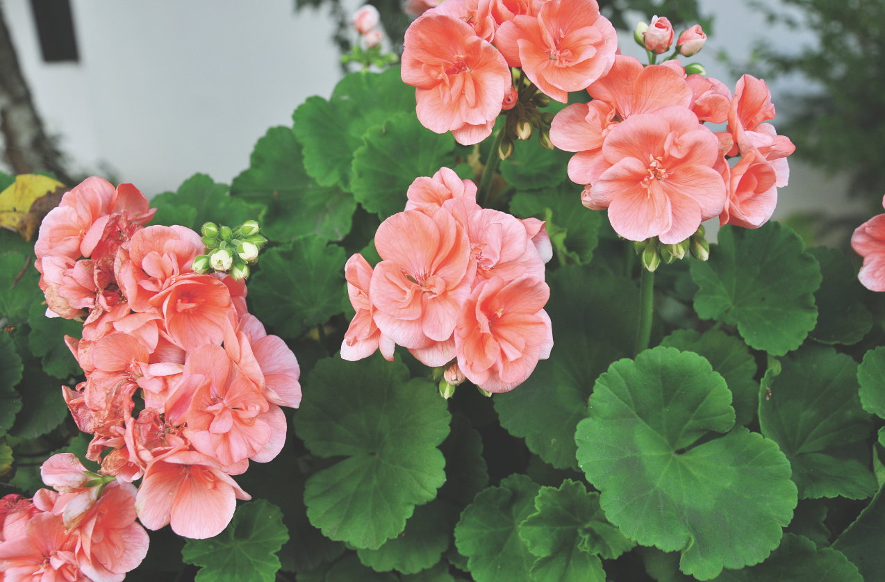 Pelargonie i begonie ukorzeniają się w temperaturze 18°C przez około 2-3 tygodnie.