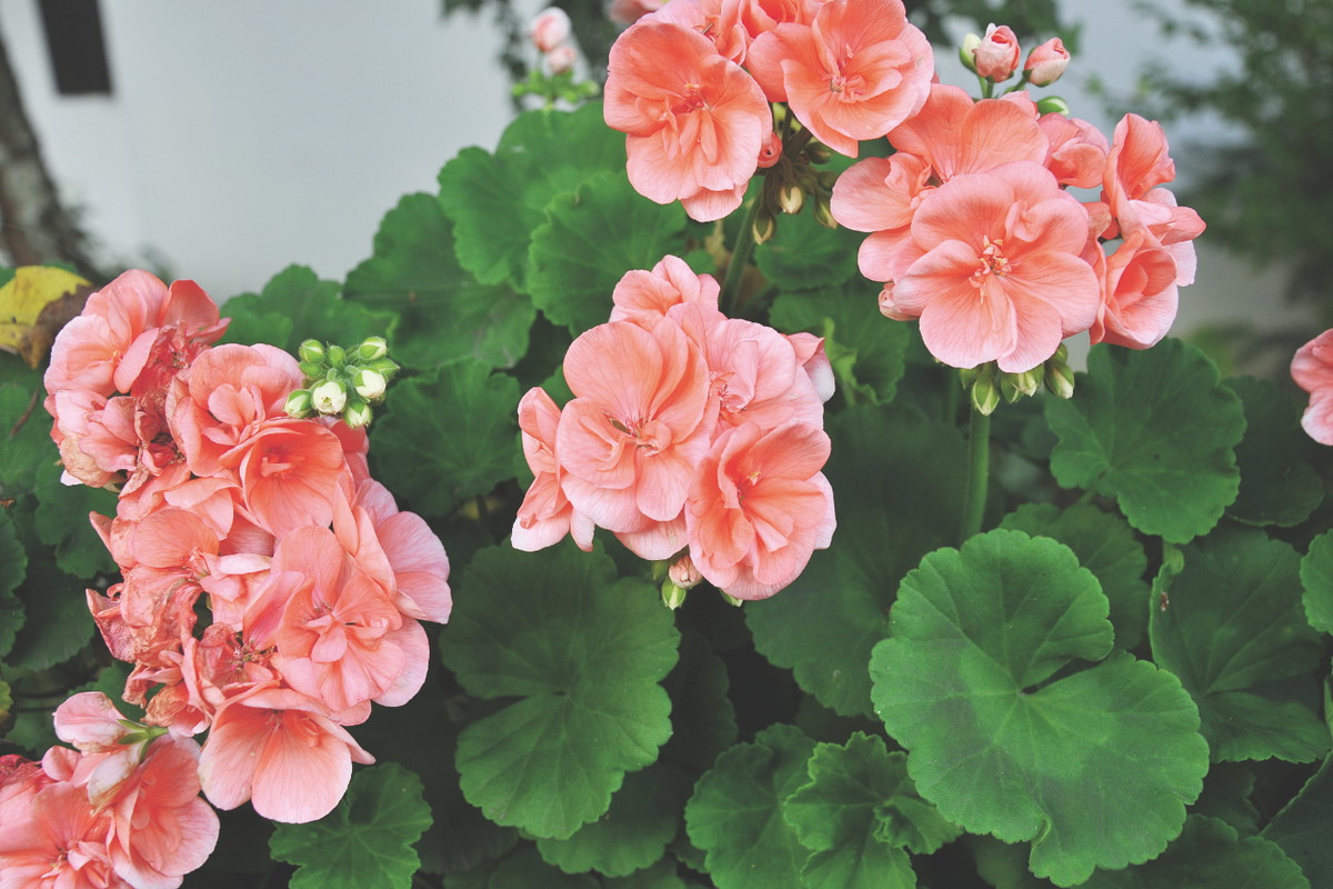 Pelargonie i begonie ukorzeniają się w temperaturze 18°C przez około 2-3 tygodnie.