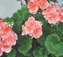 Pelargonie i begonie ukorzeniają się w temperaturze 18°C przez około 2-3 tygodnie.