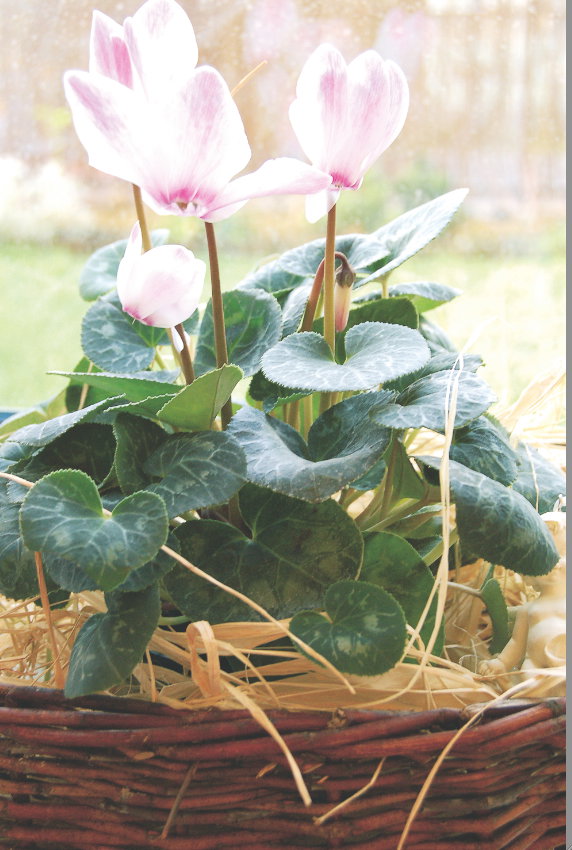 Pełnia kwitnienia cyklamenu przypada na koniec jesieni i początek zimy.