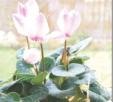 Pełnia kwitnienia cyklamenu przypada na koniec jesieni i początek zimy.