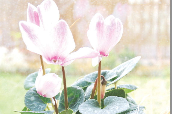 Pełnia kwitnienia cyklamenu przypada na koniec jesieni i początek zimy.
