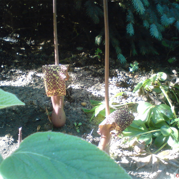 piękne śmierdziuchy