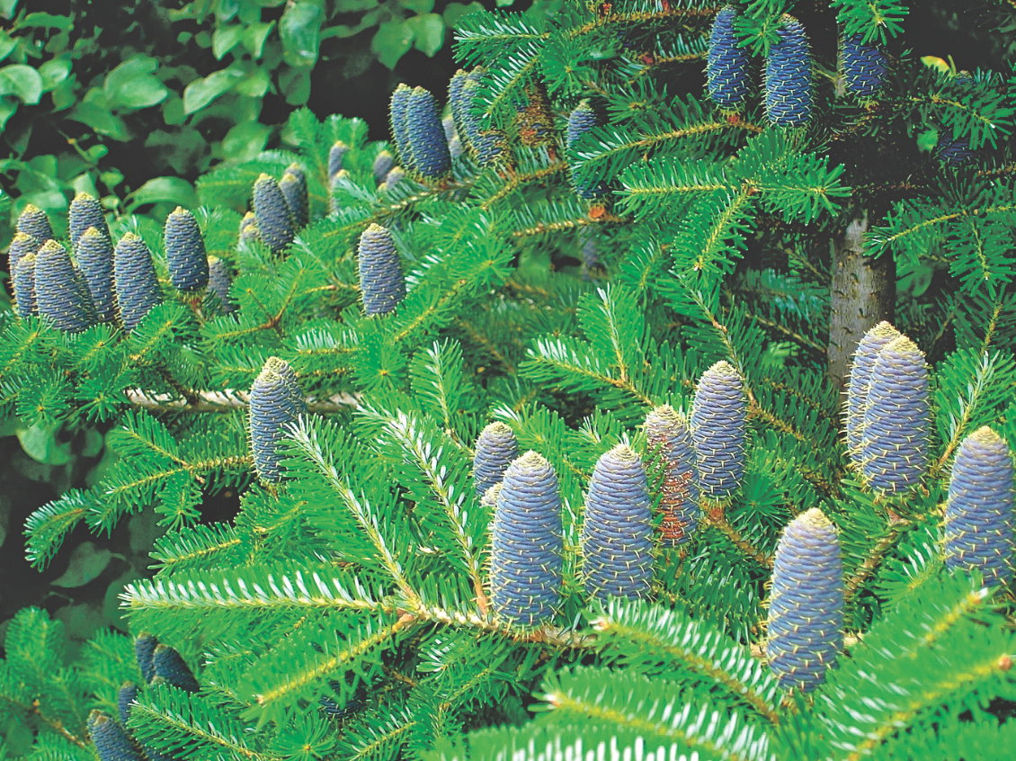 Piękne szyszki pojawiają się już po kilku latach od posadzenia.
