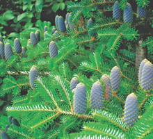 Piękne szyszki pojawiają się już po kilku latach od posadzenia.