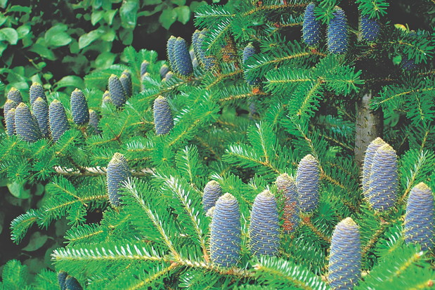 Piękne szyszki pojawiają się już po kilku latach od posadzenia.