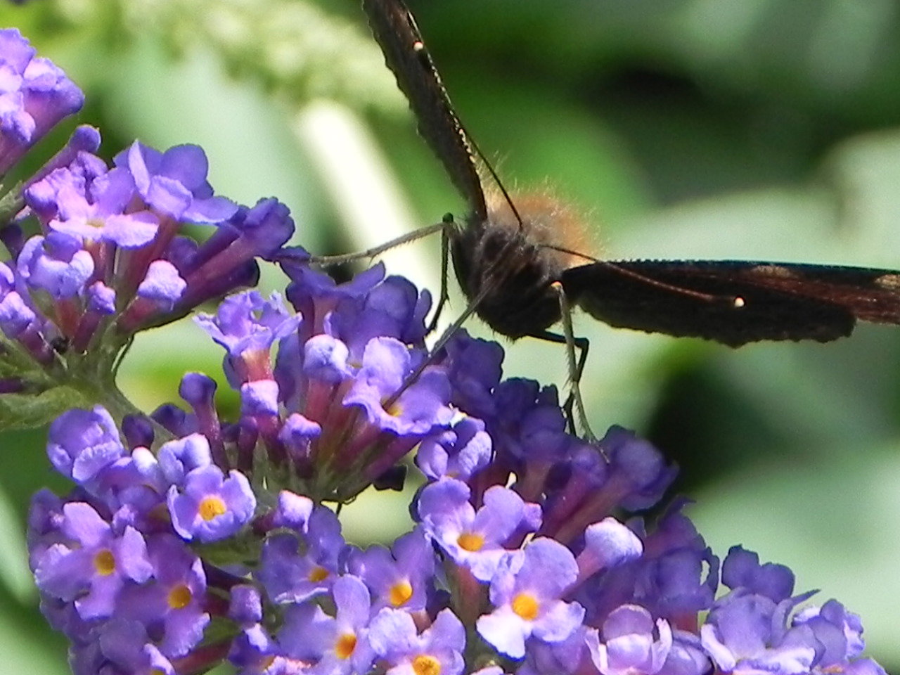 piękny kwiat a jaki zapach