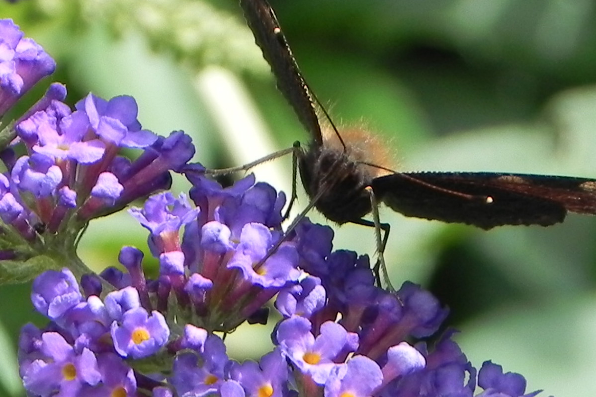 piękny kwiat a jaki zapach