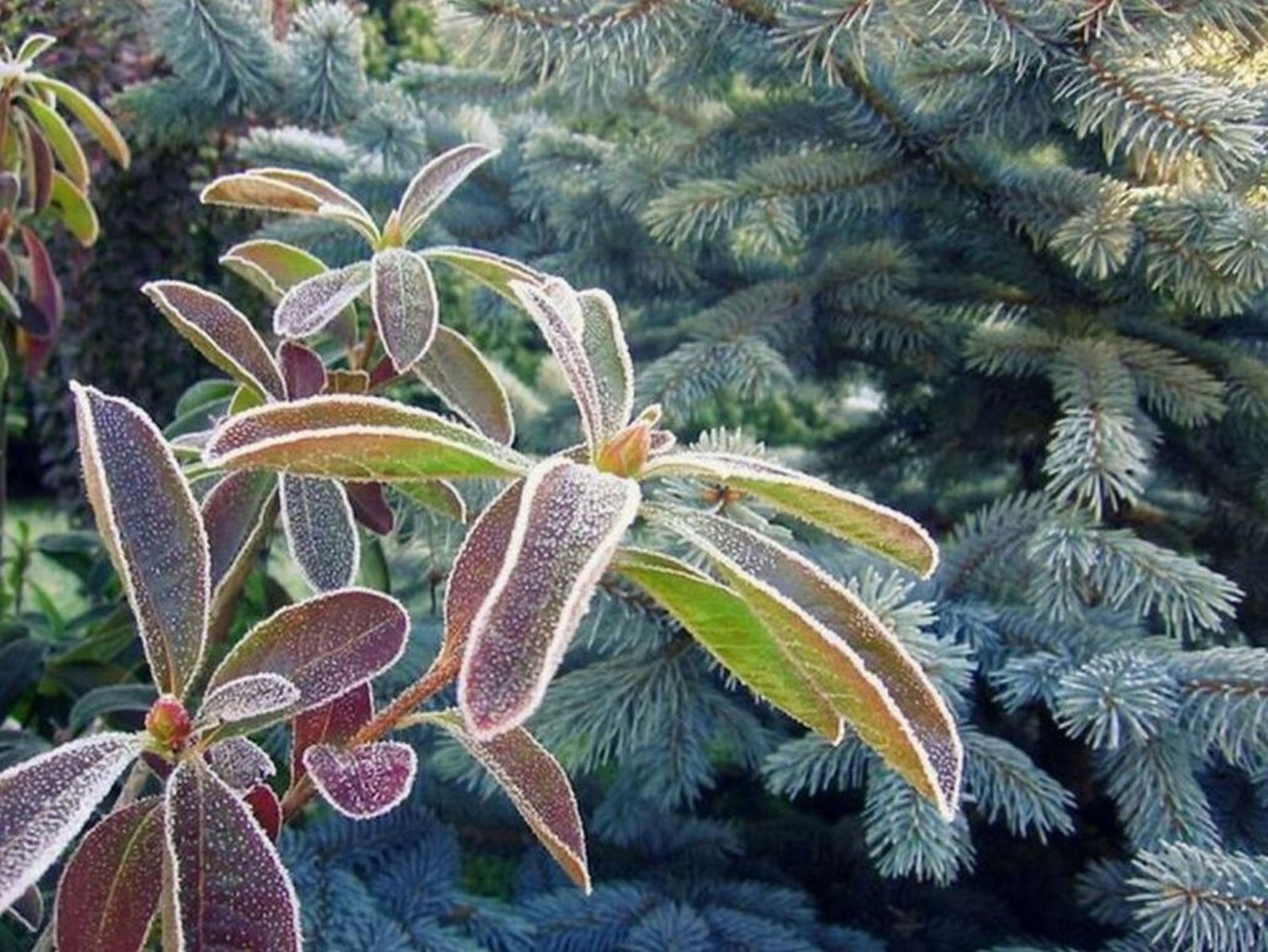 Pierwszy jesienny mrozik