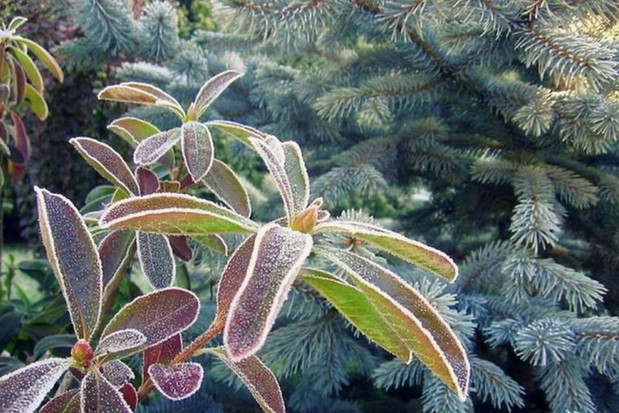 Pierwszy jesienny mrozik