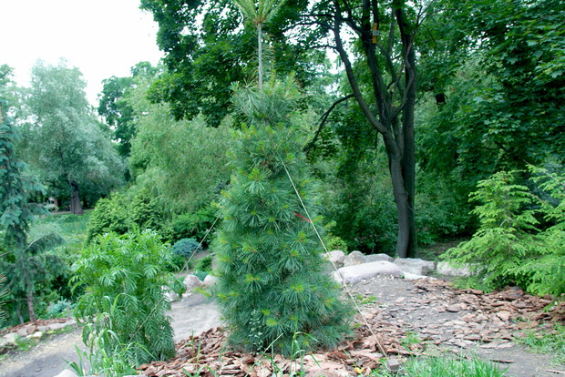 Po wielu latach uprawy sosna wejmutka osiągnie spore rozmiary, dlatego należy jej zapewnić sporą przestrzeń