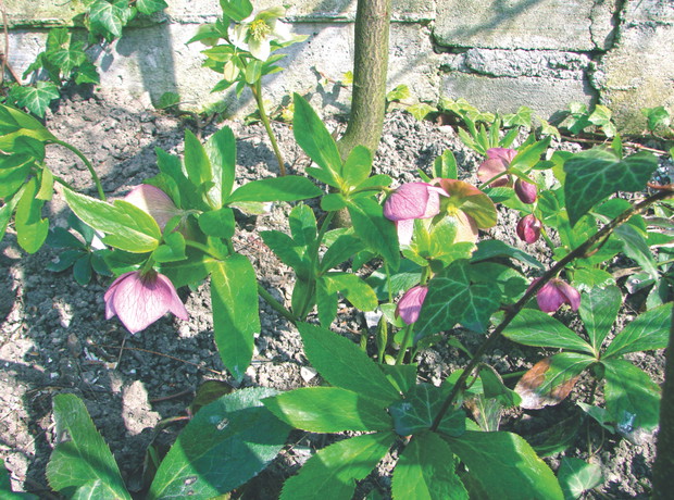 Podłoże pod uprawę „róż zimy” powinno być stale wilgotne.
