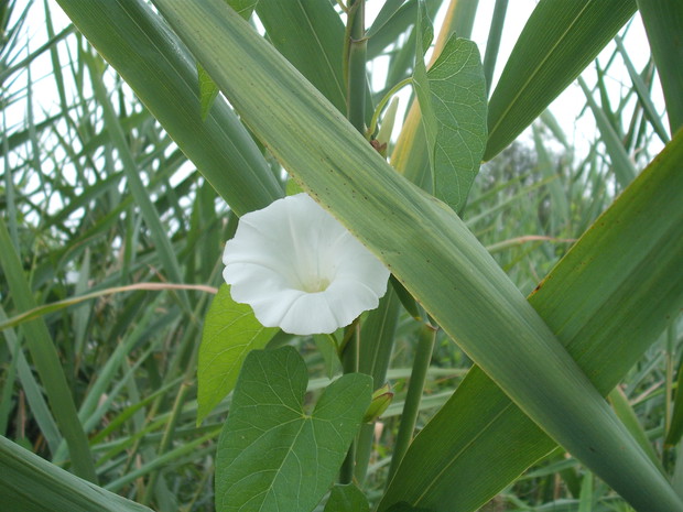 POWÓJ