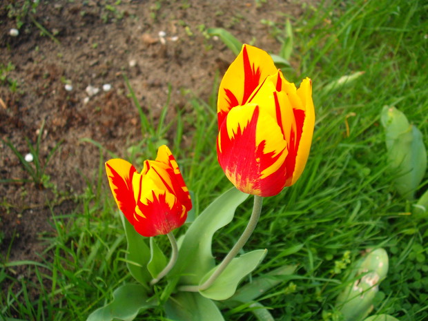 późniejsza odmiana