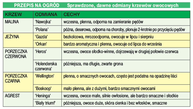 Przepis na Ogród poleca sprawdzone odmiany krzewów owocowych.