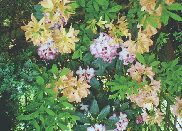 Przy oczku wodnym co roku pięknie kwitną rododendron i azalia.