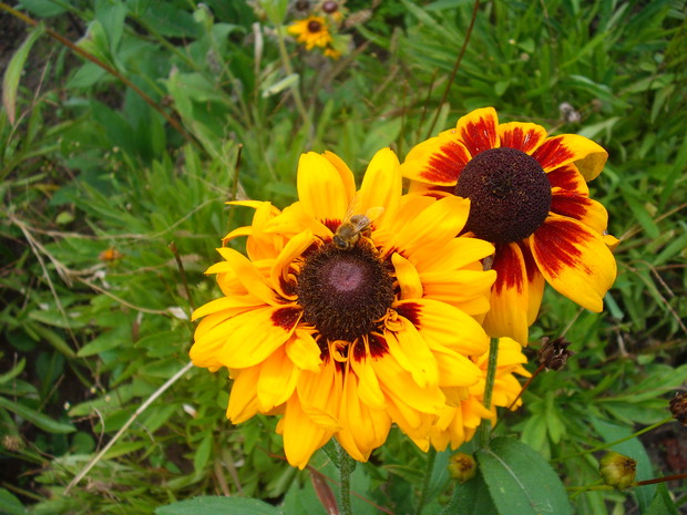 pszczoła na rudbeki