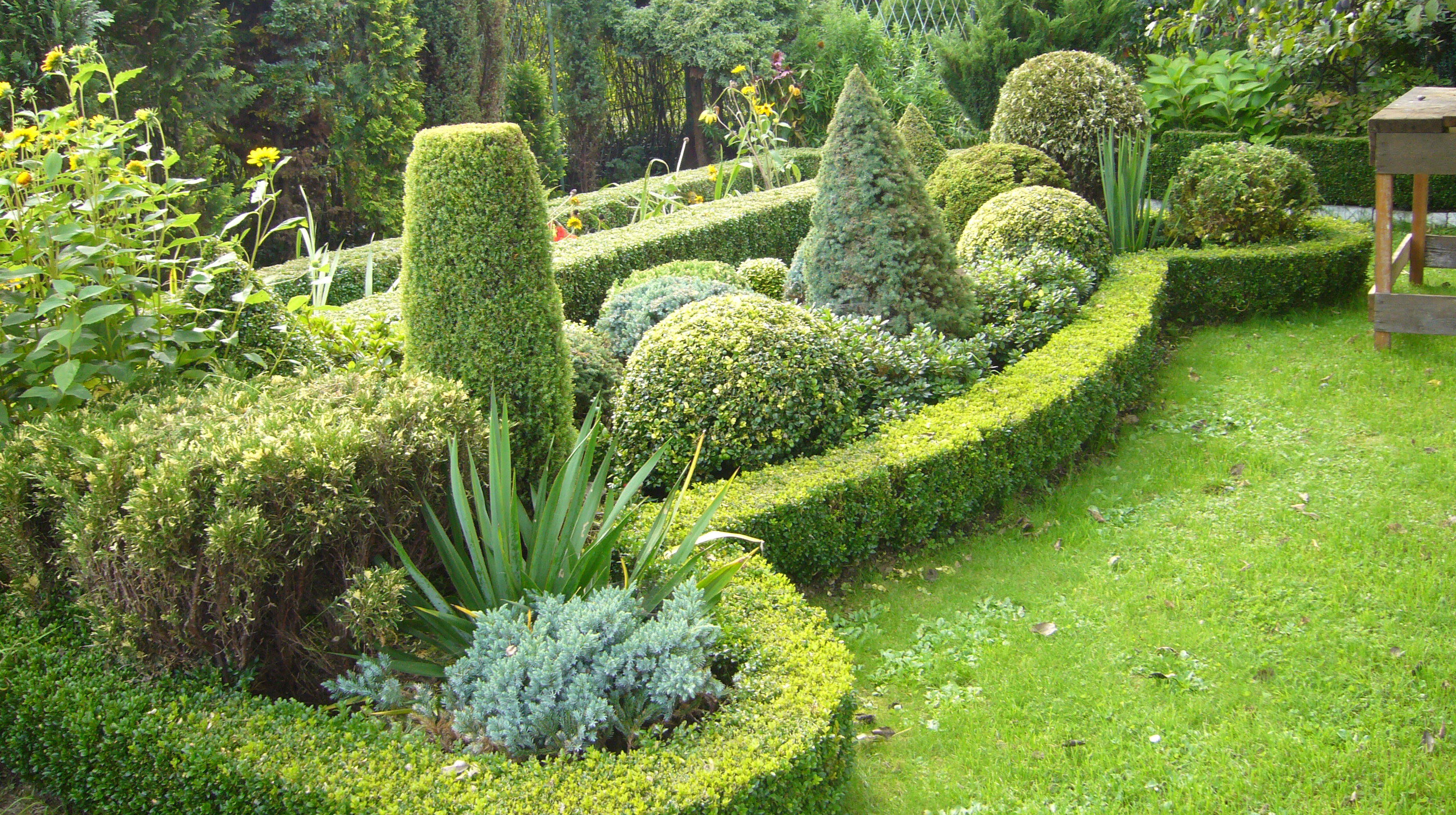 Regularnie przycinane bukszpany i ligustry szybciej się zagęszczają.
