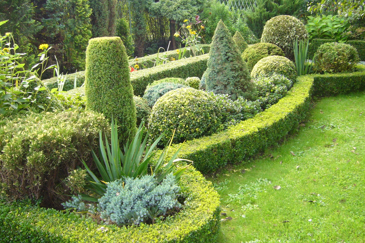 Regularnie przycinane bukszpany i ligustry szybciej się zagęszczają.