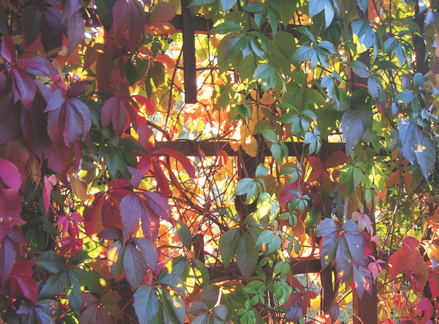 Roślina ta przetrwa największe spadki temperatury.