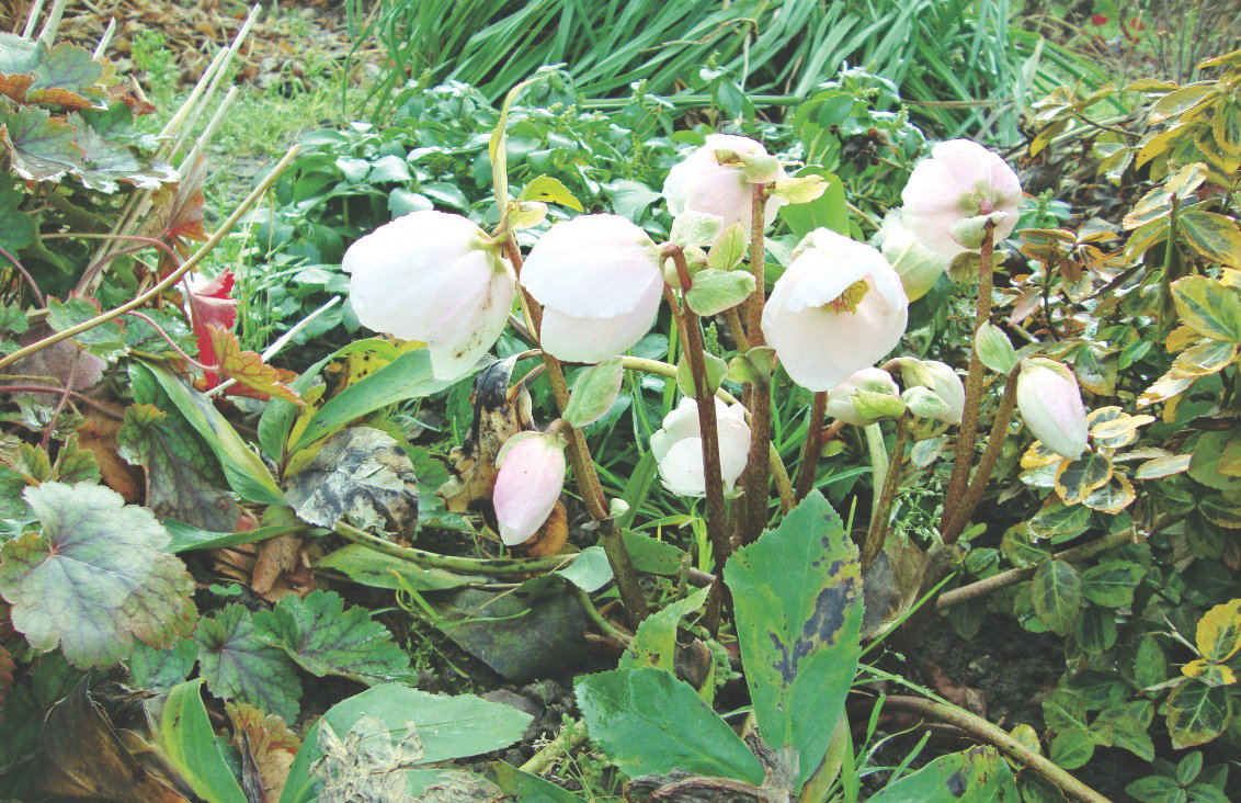 Rośliny te najlepiej rozmnażać przez podział karp.
