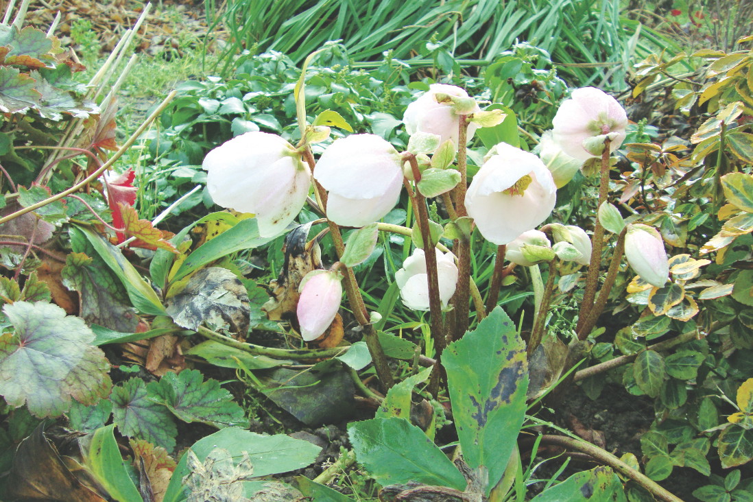 Rośliny te najlepiej rozmnażać przez podział karp.
