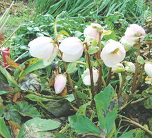 Rośliny te najlepiej rozmnażać przez podział karp.