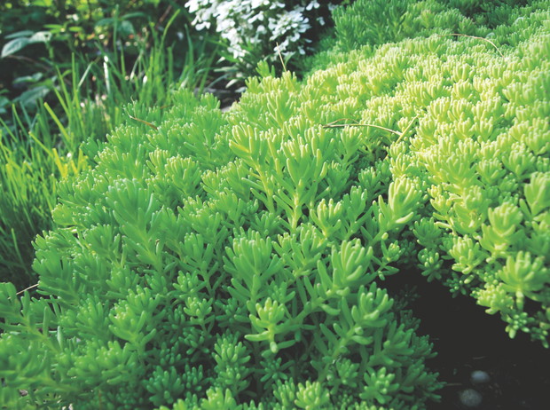 Rozchodnik biały w naturze rośnie w Afryce. Dzięki temu doskonale znosi suszę.