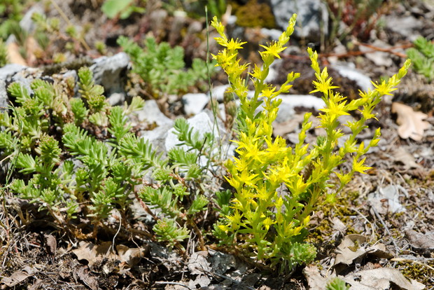 Rozchodnik ostry osiąga wysokość ok. 5 cm, preferuje suche stanowiska w słońcu
