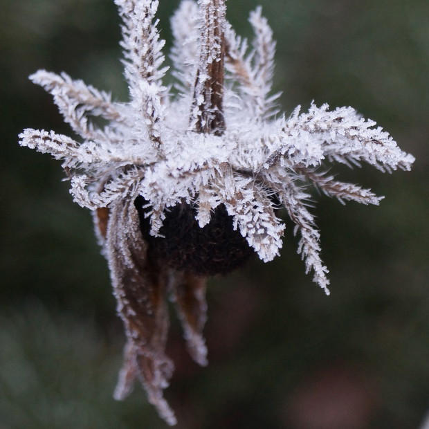 rudbekia w skromnym ukłonie 