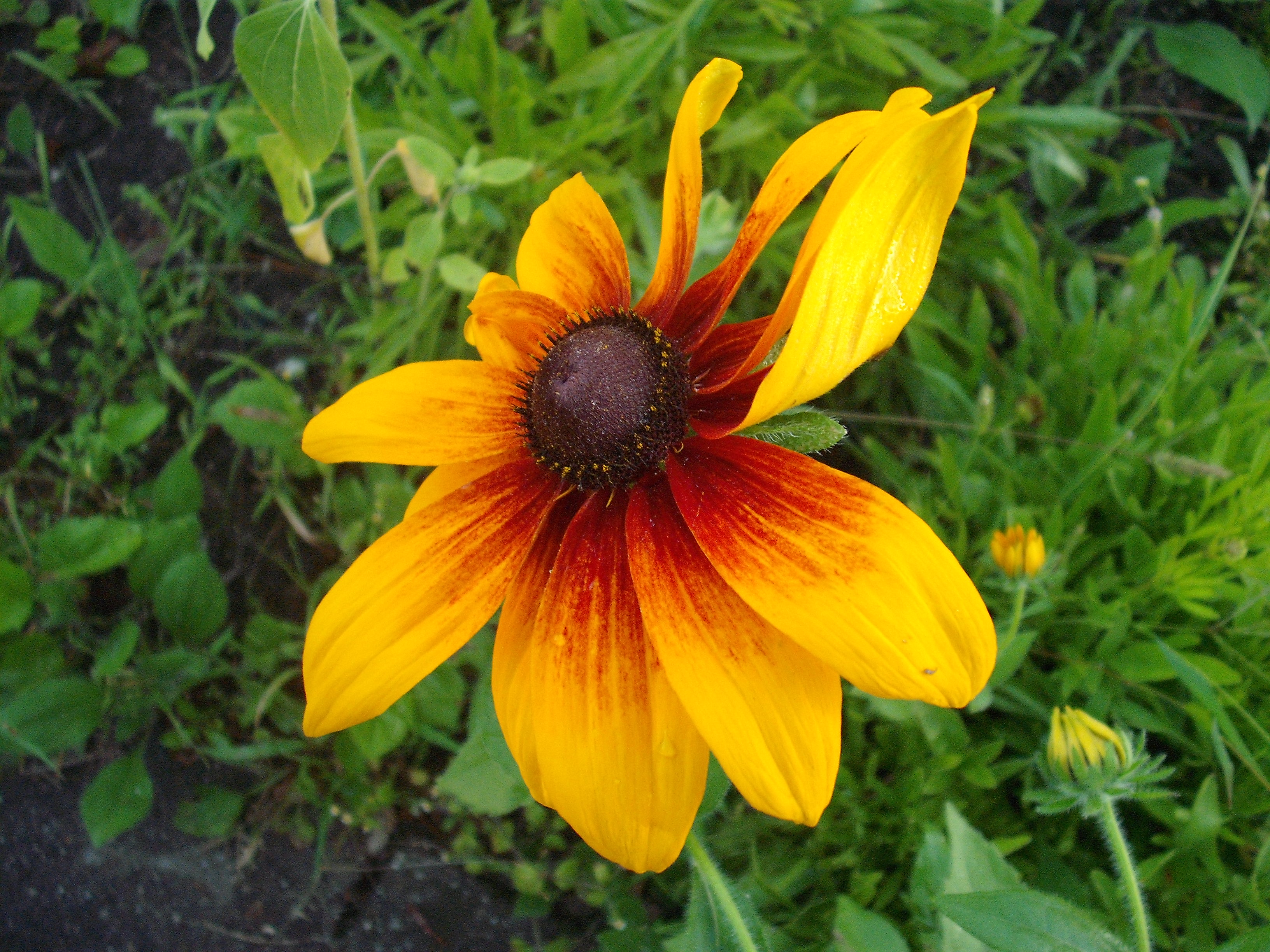 rudbekia