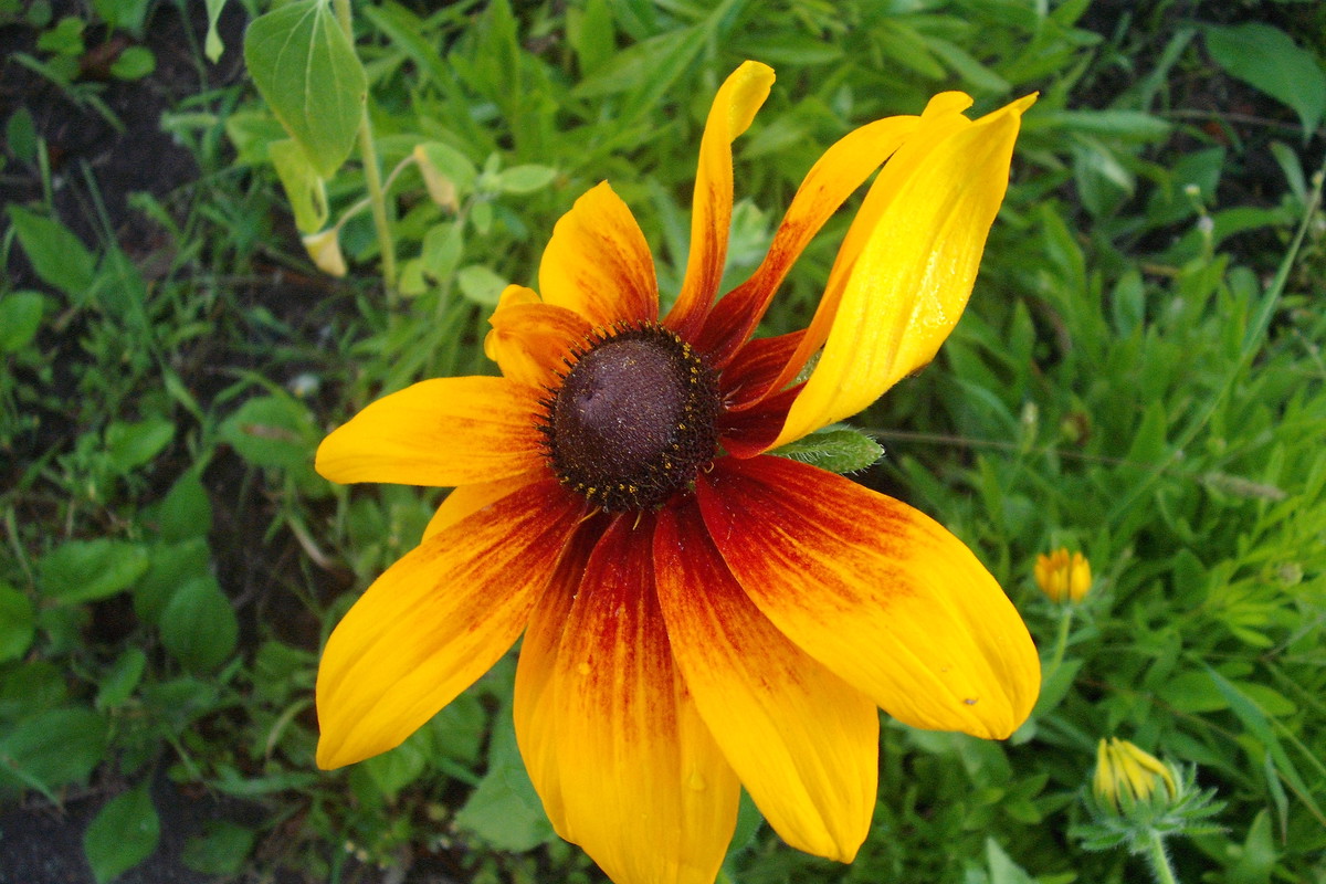 rudbekia