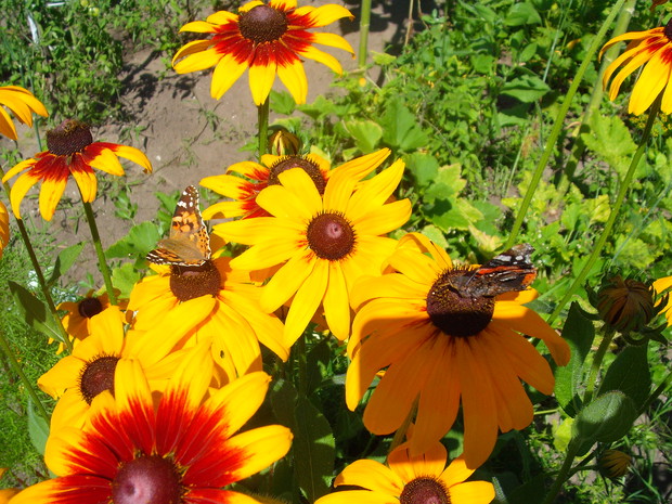rudbekiowa
jadłodajnia