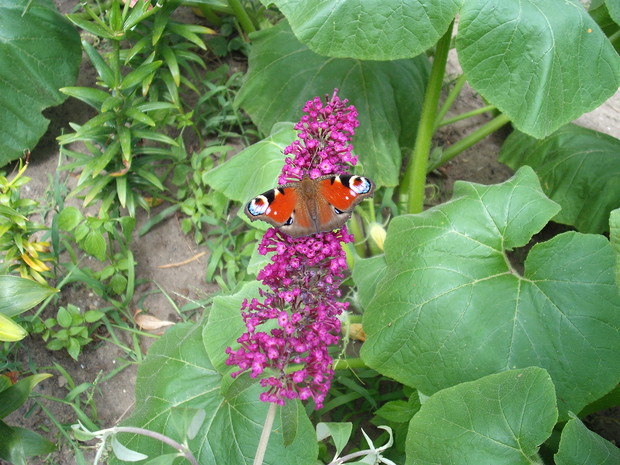 RUSAŁKA PAWIK
NA KWIECIE MOTYLI
BUDLEI DAWIDA