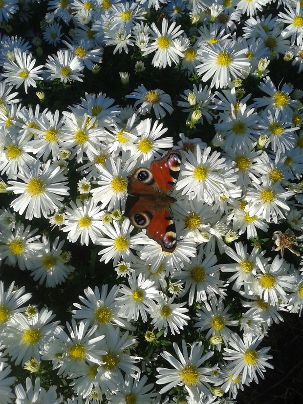 rusałka pawik na marcinkach