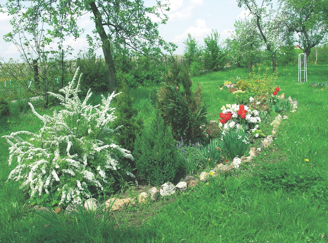 Sadząc iglaki, warto pamiętać o ich regularnym nawożeniu.