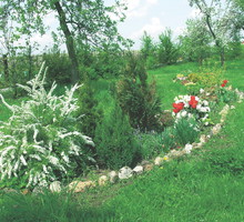 Sadząc iglaki, warto pamiętać o ich regularnym nawożeniu.