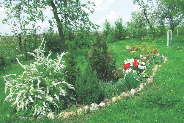 Sadząc iglaki, warto pamiętać o ich regularnym nawożeniu.