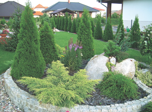 Ściółka z kory zapewnia iglakom odpowiednie warunki glebowe.
