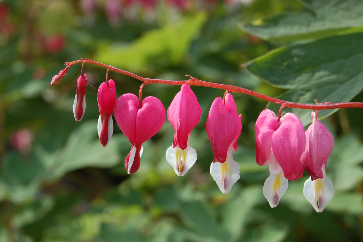 Serduszka są delikatne. Należy sadzić je z dala od innych roślin, najlepiej w kępkach.