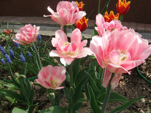 ślicznotki-pozują do zdjęcia