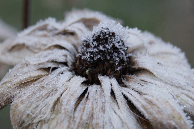 słoneczniczek szorstki 