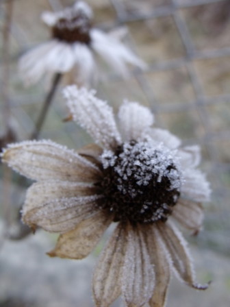 słoneczniczki szorstkie