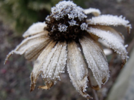 słoneczniczki szorstkie